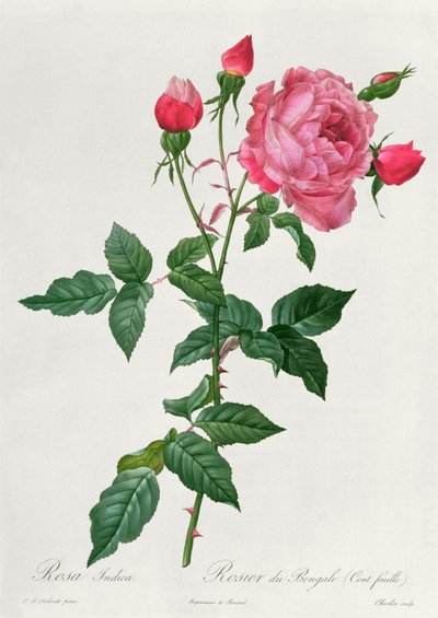 Rosa Indica von Pierre Joseph Redouté